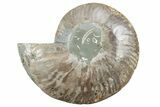 Cut & Polished Ammonite Fossil (Half) - Madagascar #212963-1
